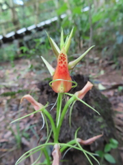 Cryptostylis arachnites