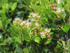 Syzygium elliptifolium