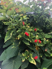 Malvaviscus penduliflorus