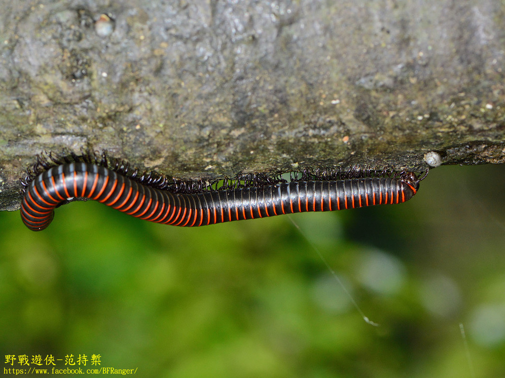 福爾摩沙山蛩紅