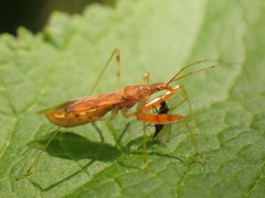 Gorpis brevilineatus