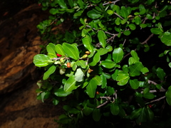 Erythroxylum cumanense