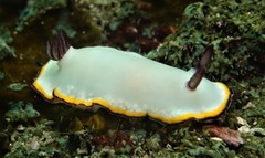 Goniobranchus sinensis