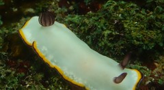 Goniobranchus sinensis