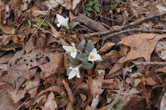Trillium nivale
