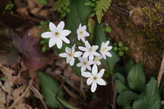 Hepatica