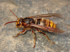 Vespula koreensis