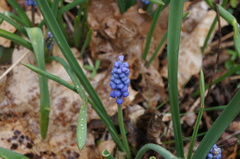 Muscari botryoides