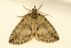 Hydriomena transfigurata