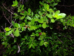 Erythroxylum cumanense