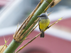 Tyrannus melancholicus