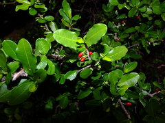 Erythroxylum cumanense