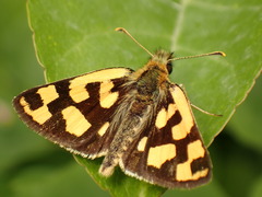 Carterocephalus longimaculatus