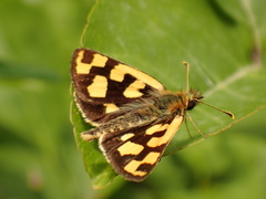 Carterocephalus longimaculatus