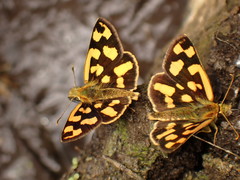 Carterocephalus longimaculatus