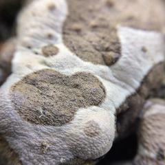 Trachycephalus quadrangulum