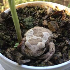 Trachycephalus quadrangulum