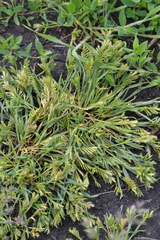 Sclerochloa dura