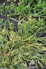Sclerochloa dura
