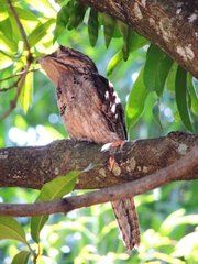 Nyctibius jamaicensis