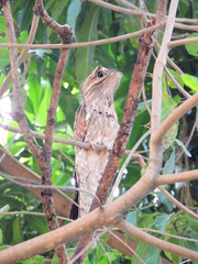 Nyctibius jamaicensis