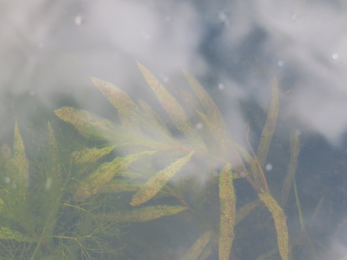 Potamogeton crispus iNat (2)