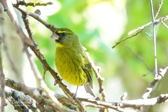 Crithagra scotops umbrosa