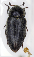Dermestes frischii