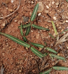 Hemidesmus indicus