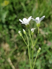 Cerastium pauciflorum