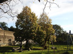 Tilia moltkei