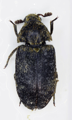 Dermestes undulatus
