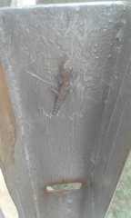 Hemidactylus mabouia