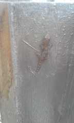 Hemidactylus mabouia