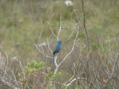 Cyanoloxia glaucocaerulea