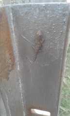 Hemidactylus mabouia