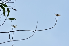 Rhyothemis variegata