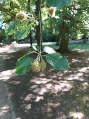 Fagus sylvatica