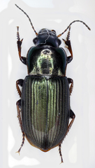 Harpalus distinguendus