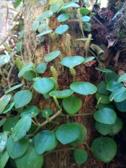 Peperomia serpens