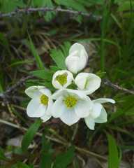 Anemonastrum crinitum