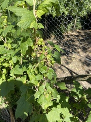 Ribes nigrum