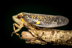 Ptyelus grossus