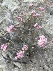 Asperula tephrocarpa