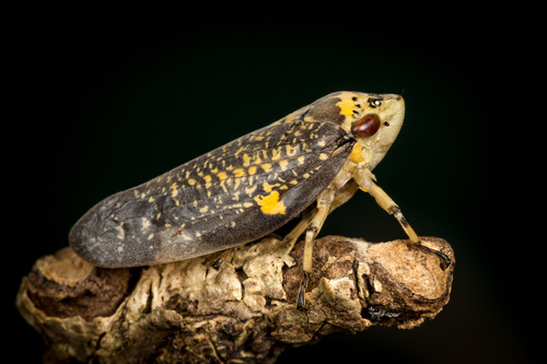 Ptyelus grossus (Fabricius, 1781)