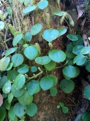 Peperomia serpens