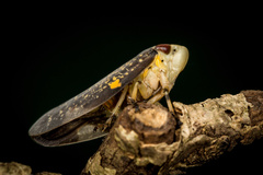 Ptyelus grossus
