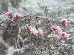 Asperula tephrocarpa