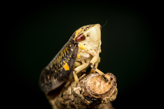 Ptyelus grossus