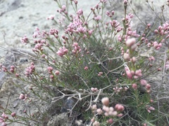 Asperula tephrocarpa